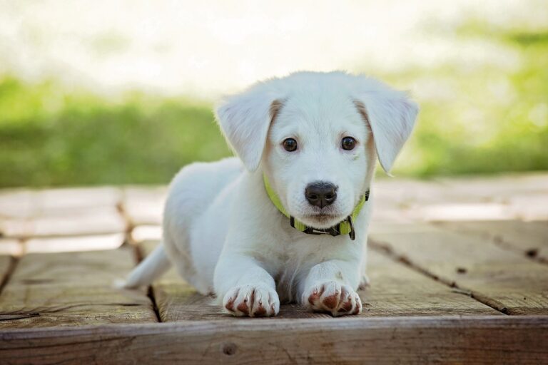 caine