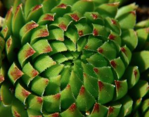 doua plante care iubesc seceta