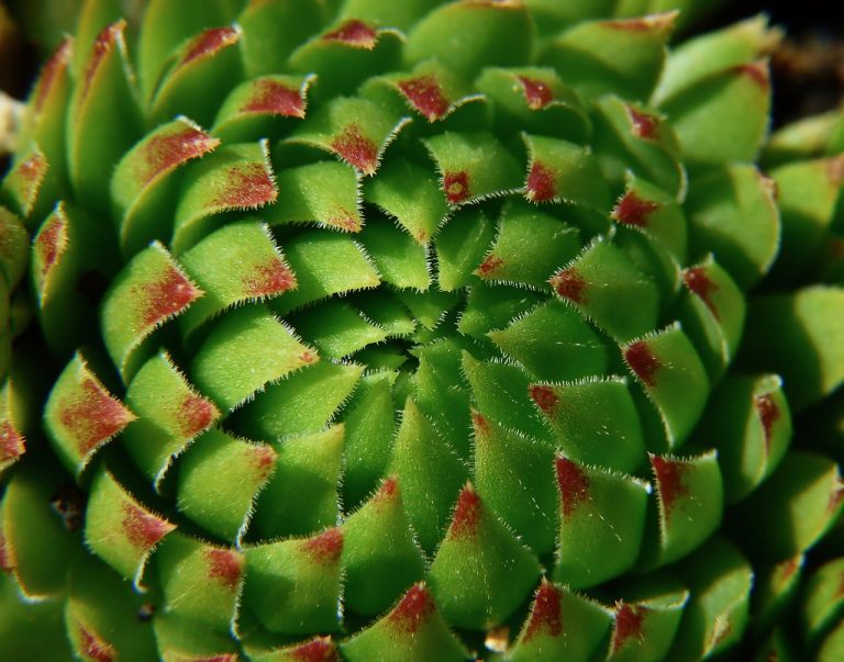 doua plante care iubesc seceta
