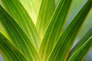 plante rezistente la seceta