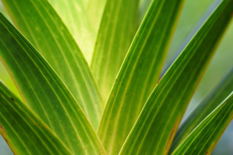plante rezistente la seceta
