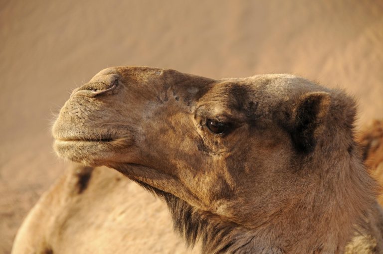 inundatii sahara
