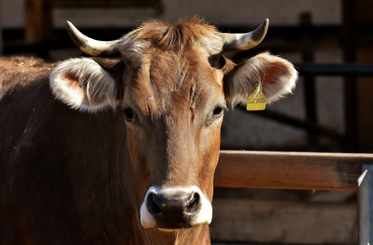 idei de afaceri la tara cu animale
